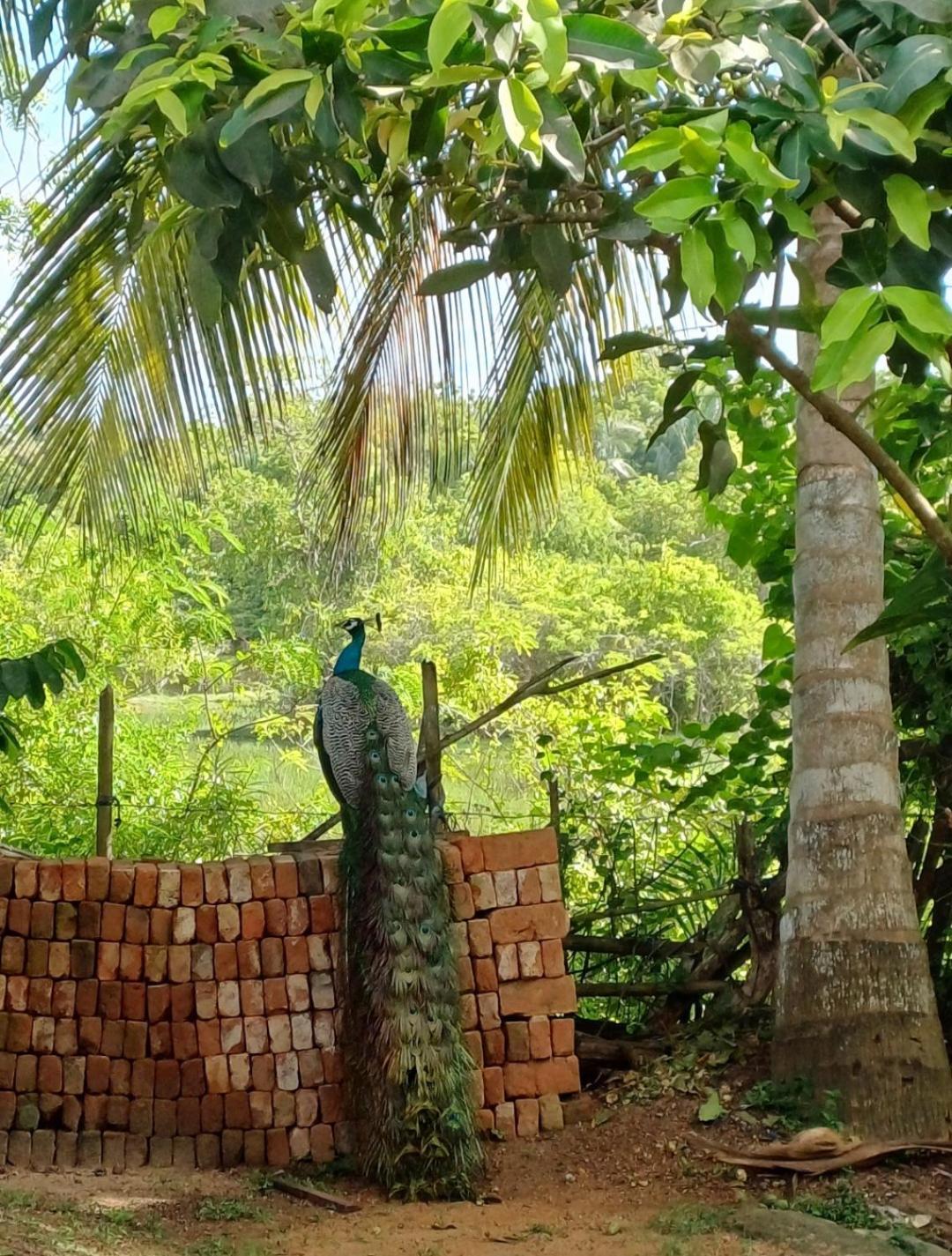 Turtle Island Cabana Tangalle Zewnętrze zdjęcie